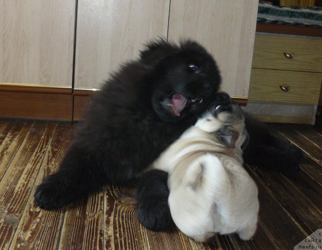 Фото: ньюфаундленд Пчёлкин Дом Ежевика