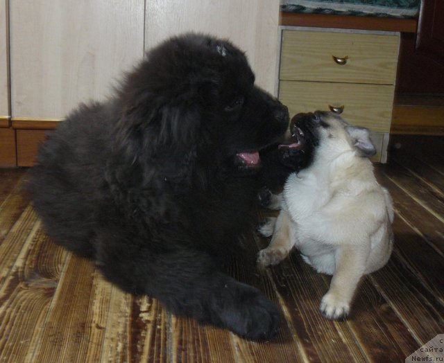 Фото: ньюфаундленд Пчёлкин Дом Ежевика