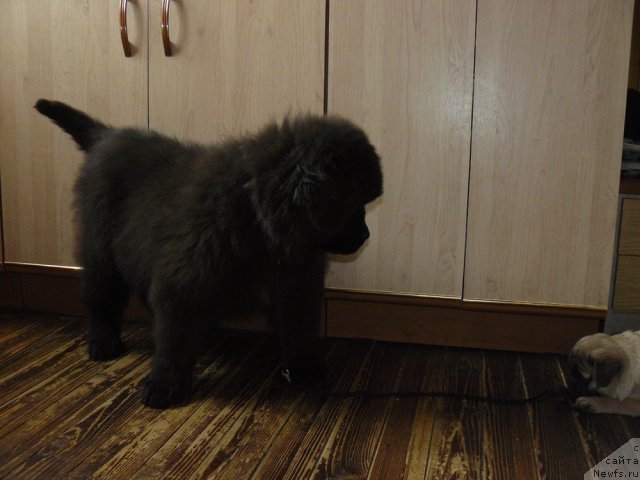 Фото: ньюфаундленд Пчёлкин Дом Ежевика