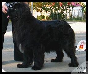 Фото: ньюфаундленд Обуш Шед Эфиопия