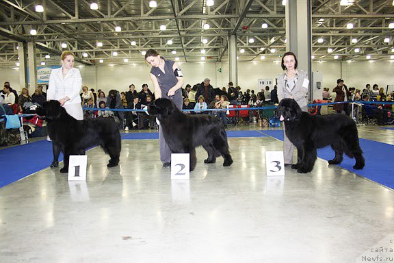 Фото: ньюфаундленд Inflame My Heart Midnight Bear, ньюфаундленд Woligord Lifeguard iz Volotova, ньюфаундленд Бегущая по Волнам Сун ин Му Ханд (Beguschaya po Volnam Sun in My Hand)