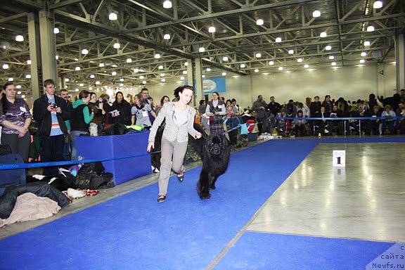 Фото: ньюфаундленд Бегущая по Волнам Сун ин Му Ханд (Beguschaya po Volnam Sun in My Hand), Ольга Королева