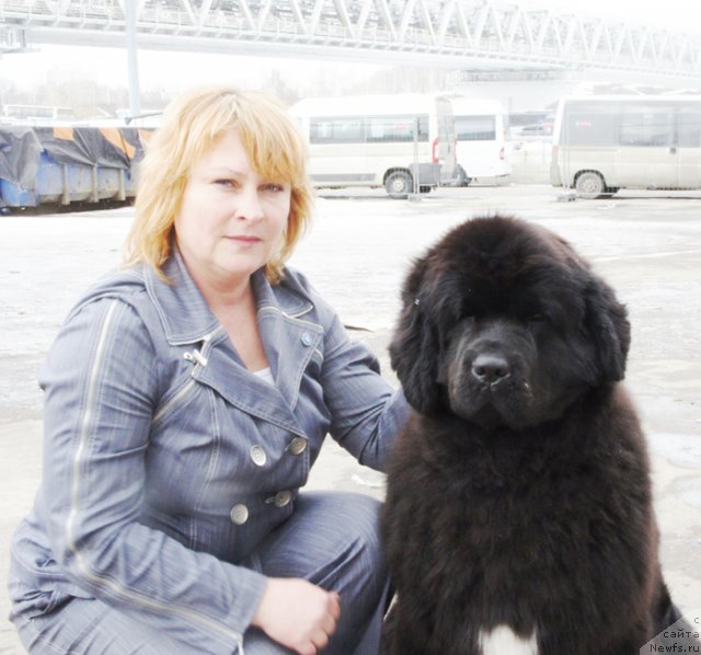 Фото: Наталья Федосова, ньюфаундленд Бегущая по Волнам Регатта Катти Сарк