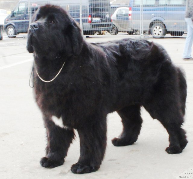 Фото: ньюфаундленд Бегущая по Волнам Регатта Катти Сарк