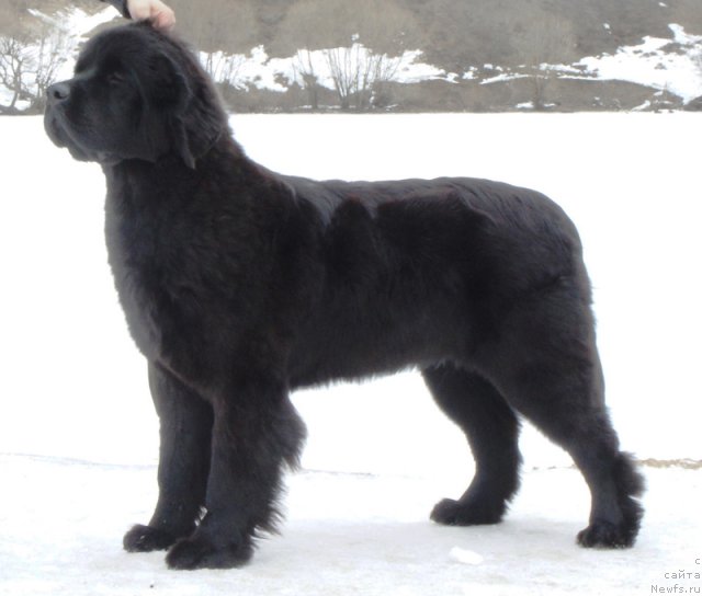 Фото: ньюфаундленд Бегущая по Волнам Харизма (Beguschaya po Volnam Harizma)