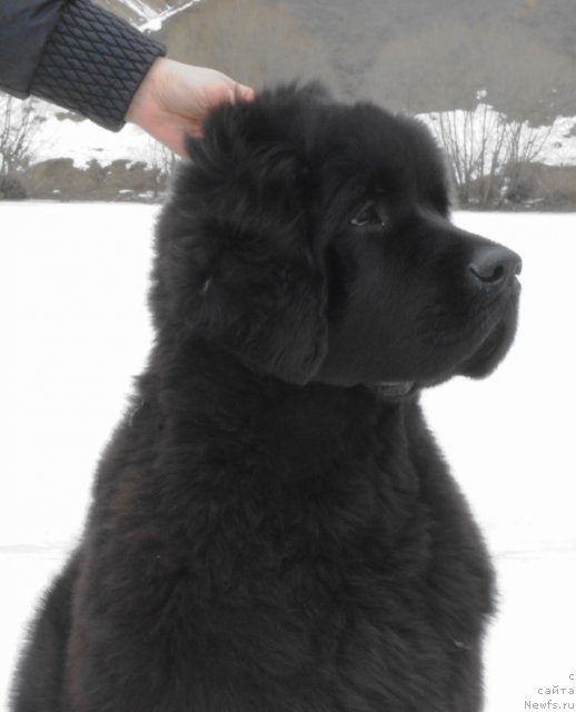 Фото: ньюфаундленд Бегущая по Волнам Харизма (Beguschaya po Volnam Harizma)