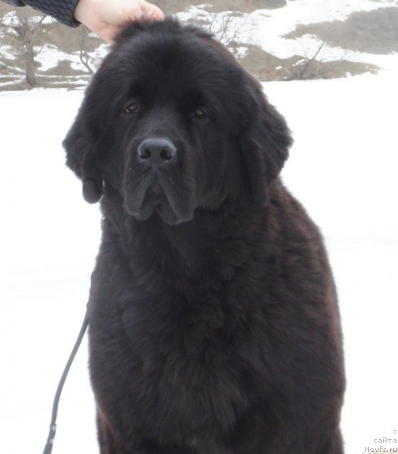 Фото: ньюфаундленд Бегущая по Волнам Харизма (Beguschaya po Volnam Harizma)