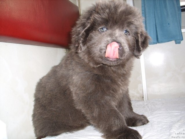 Фото: ньюфаундленд Аквамариновая Красотка для Марлеон