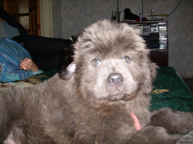 Фото: ньюфаундленд Аквамариновая Красотка для Марлеон