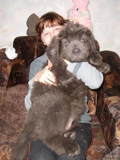 Фото: ньюфаундленд Аквамариновая Красотка для Марлеон