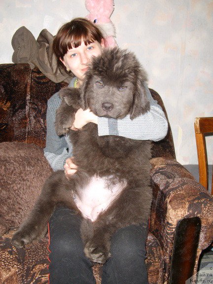 Фото: ньюфаундленд Аквамариновая Красотка для Марлеон