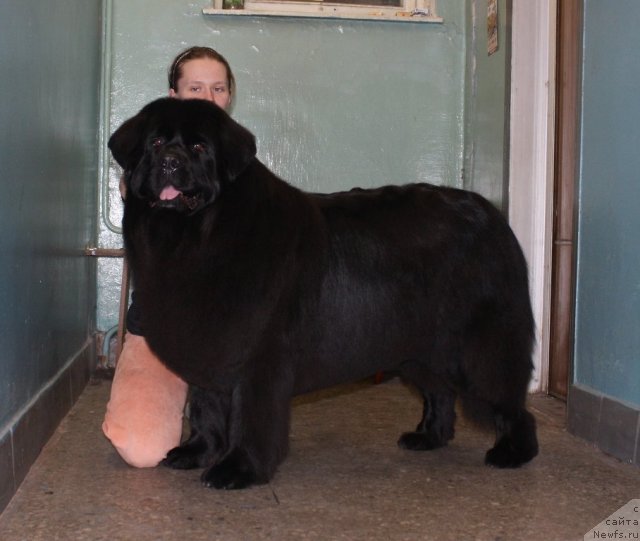 Фото: ньюфаундленд Чанси из Золотого Треугольника