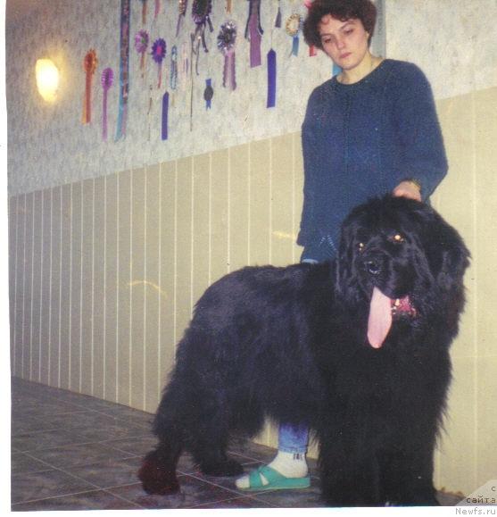 Фото: ньюфаундленд Frihedshabs Nat King Coole