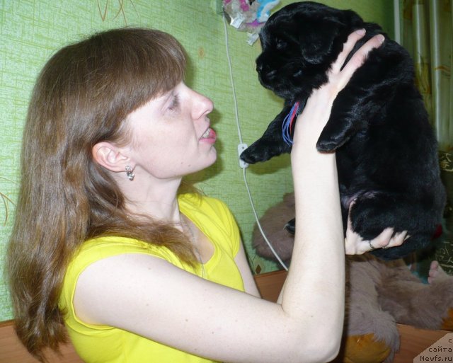 Фото: Анна Князева, щенок от, ньюфаундленд Супер Бизон Астория, ньюфаундленд Иван Царевич из Тихого Омута (Ivan Tsarevich iz Tihogo Omuta)