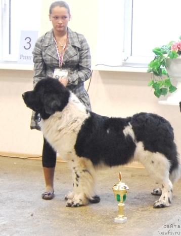 Фото: ньюфаундленд Даанич Флирт Рококо (Daanich Flirt Rokoko)