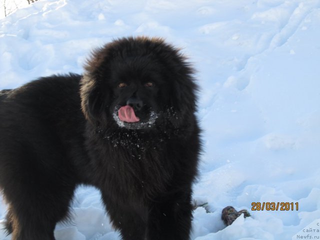 Фото: ньюфаундленд Их Высочество Владлена Маджикс