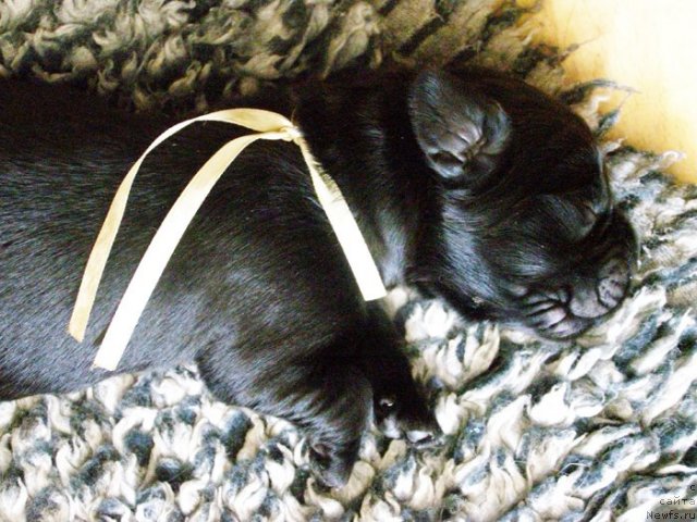 Фото: Кобель лимонная лента от Тары и Брендона