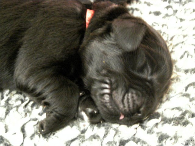 Фото: Сука, розовая лента, от Тары и Брендона