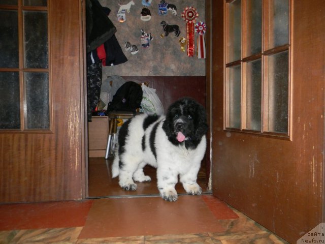 Фото: ньюфаундленд Супер Бизон Екатеринбург (Super Bizon Ekaterinburg)