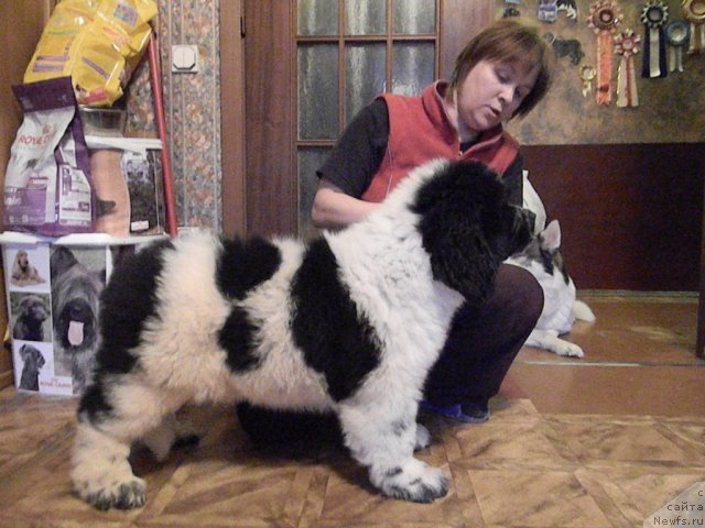 Фото: ньюфаундленд Супер Бизон Екатеринбург (Super Bizon Ekaterinburg), Наталия Снигирева