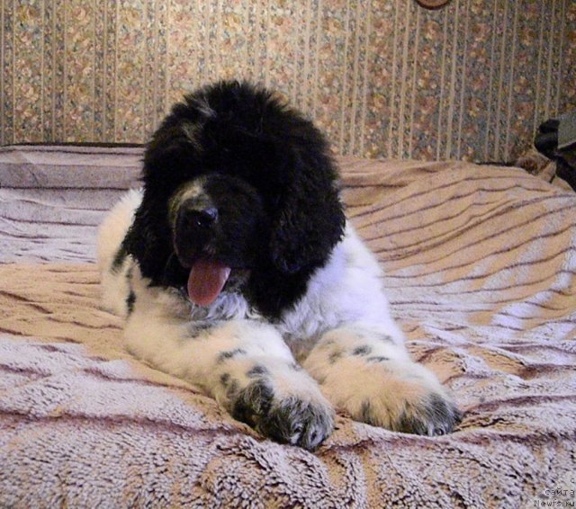 Фото: ньюфаундленд Супер Бизон Екатеринбург (Super Bizon Ekaterinburg)