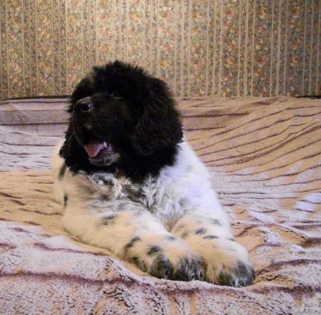 Фото: ньюфаундленд Супер Бизон Екатеринбург (Super Bizon Ekaterinburg)