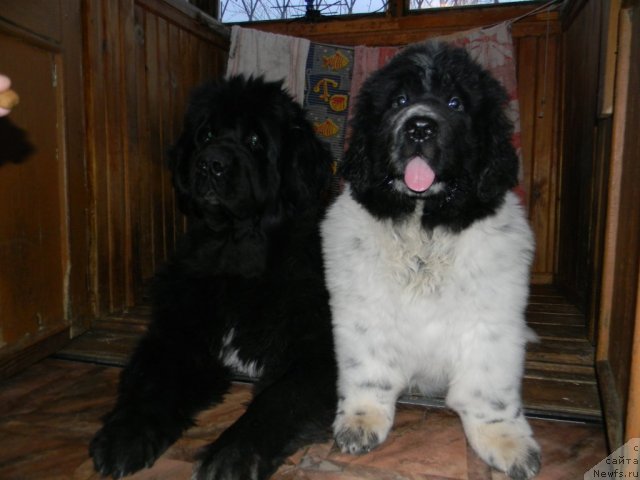 Фото: ньюфаундленд Супер Бизон Екатеринбург (Super Bizon Ekaterinburg), ньюфаундленд Супер Бизон Анталия