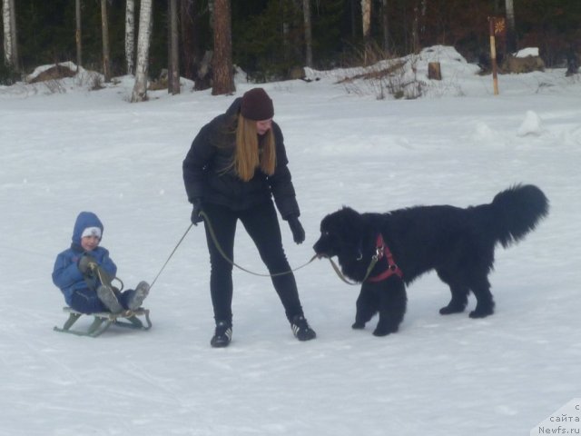 Фото: ньюфаундленд Супер Бизон Дека, Алёна Щелконогова