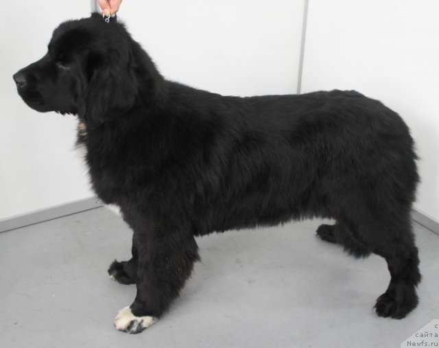 Фото: ньюфаундленд Питерньюф Ча-Ча-Ча