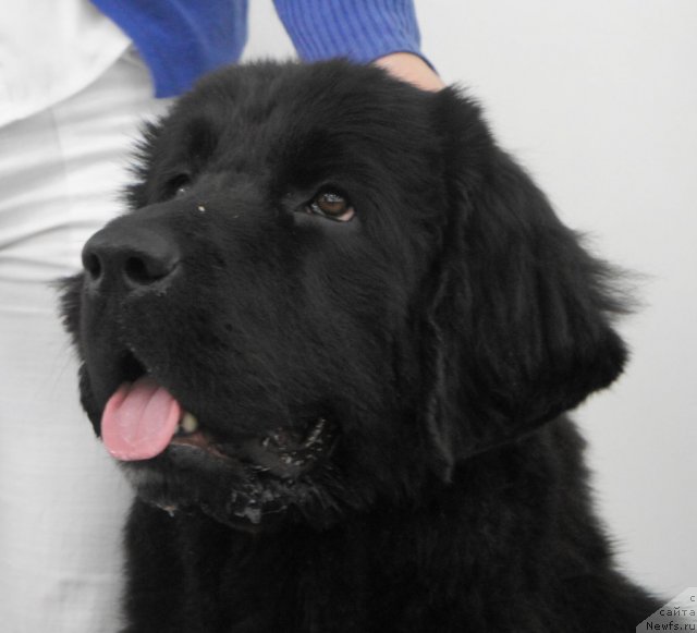 Фото: ньюфаундленд Питерньюф Ча-Ча-Ча