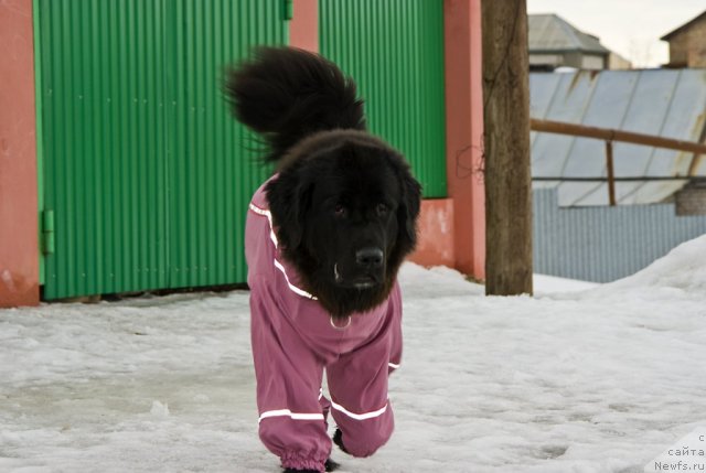 Фото: ньюфаундленд Юнона