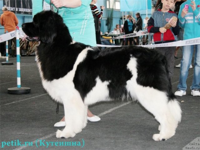 Фото: ньюфаундленд Супер Премиум Жрица Звезд (Super Premium Zhritsa Zvezd)