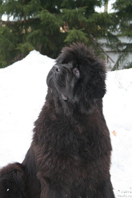 Фото: ньюфаундленд Смигар Нимфея Неотразимая (Smigar Nimfeya Neotrazimaya)