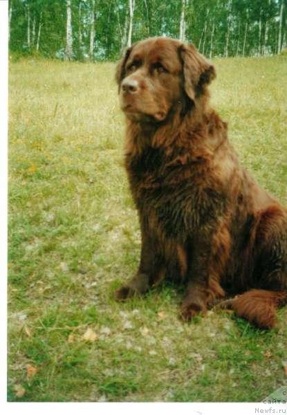 Фото: ньюфаундленд Е'Хэмма Улгрэм Ботсвейн (E'Hemma Ulgrem Botsvein)