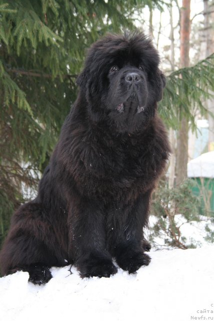 Фото: ньюфаундленд Смигар Нимфея Неотразимая (Smigar Nimfeya Neotrazimaya)