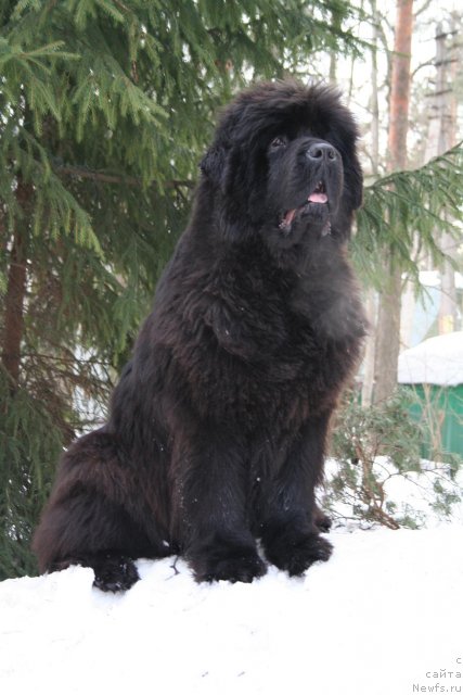 Фото: ньюфаундленд Смигар Нимфея Неотразимая (Smigar Nimfeya Neotrazimaya)