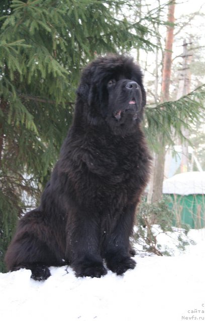 Фото: ньюфаундленд Смигар Нимфея Неотразимая (Smigar Nimfeya Neotrazimaya)