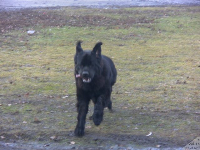 Фото: ньюфаундленд Akcello Faithful Friend Aqua Pearl