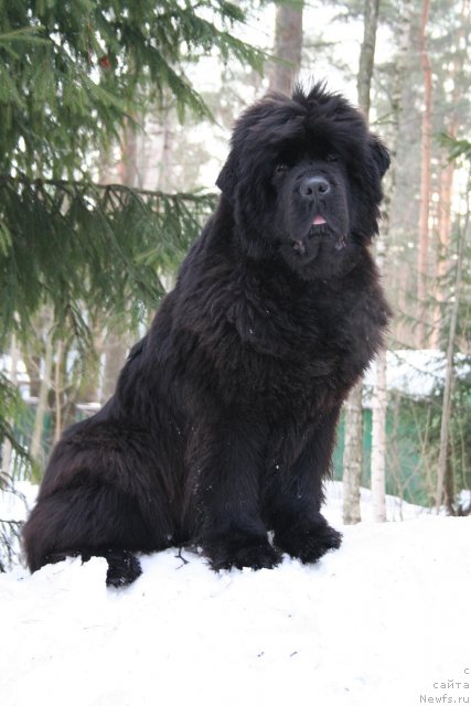 Фото: ньюфаундленд Смигар Нимфея Неотразимая (Smigar Nimfeya Neotrazimaya)