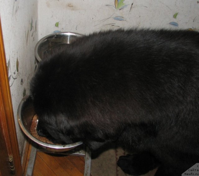 Фото: ньюфаундленд Akcello Faithful Friend Aqua Pearl