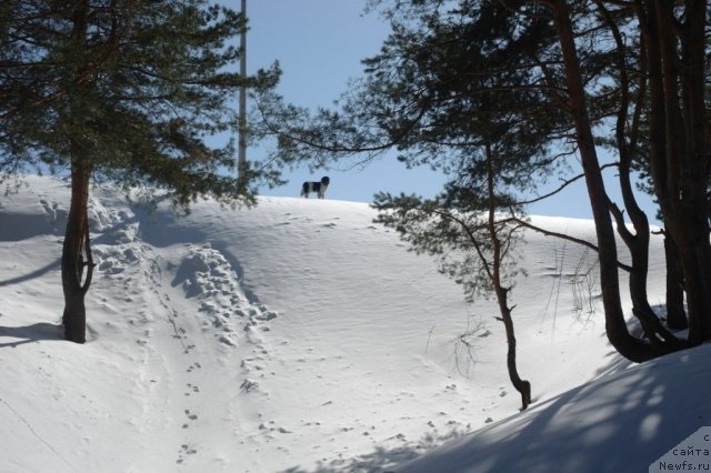 Фото: ньюфаундленд Кипер Соул Жемчужина Белая
