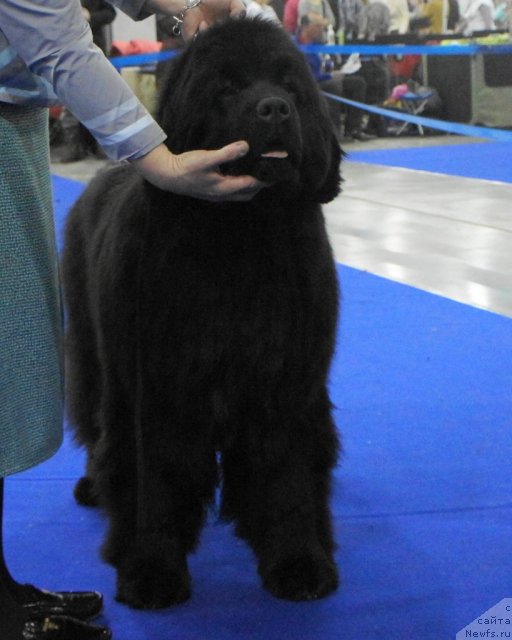 Фото: ньюфаундленд I'm Royal Iris Midnight Bear