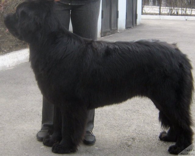 Фото: ньюфаундленд Сент Джонс Улла для Кара Аюлар (Sent Djons Ulla for Kara Ayular)