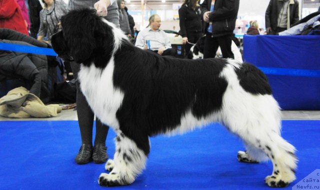 Фото: ньюфаундленд Питерньюф Плэй Бой (Piternyuf Play Boy)