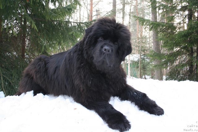 Фото: ньюфаундленд Смигар Нимфея Неотразимая (Smigar Nimfeya Neotrazimaya)