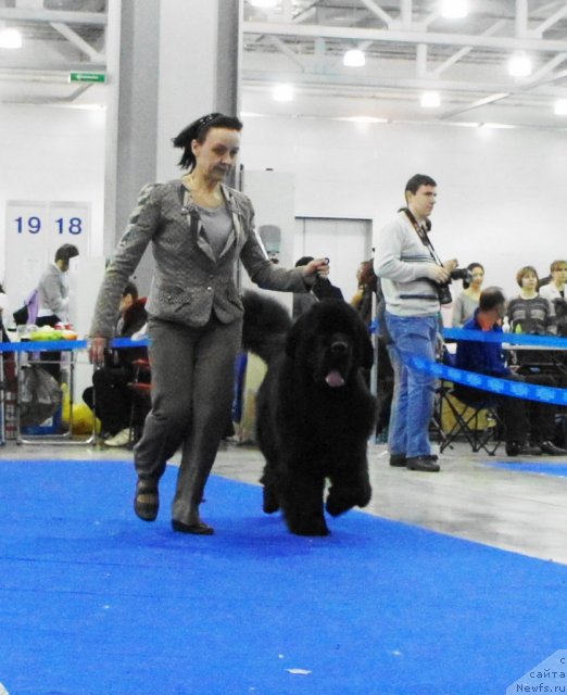 Фото: ньюфаундленд Бегущая по Волнам Сун ин Му Ханд (Beguschaya po Volnam Sun in My Hand)