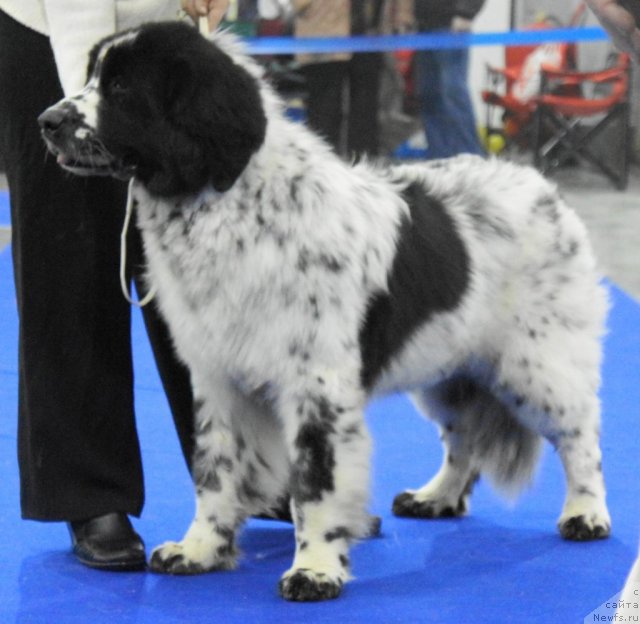 Фото: ньюфаундленд Даанич Яблоки на Снегу