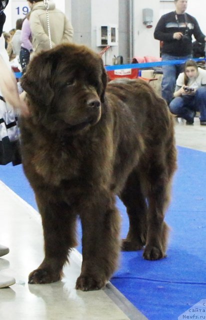 Фото: ньюфаундленд Игерма из Академии Шоколада (Igerma iz Akademii Shokolada)