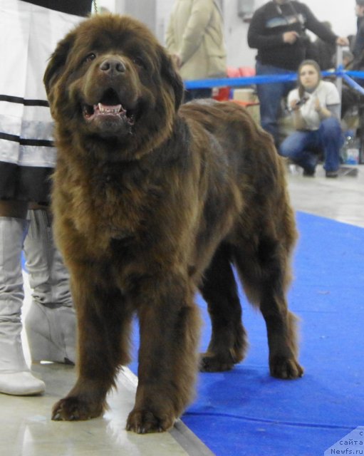 Фото: ньюфаундленд Игерма из Академии Шоколада (Igerma iz Akademii Shokolada)