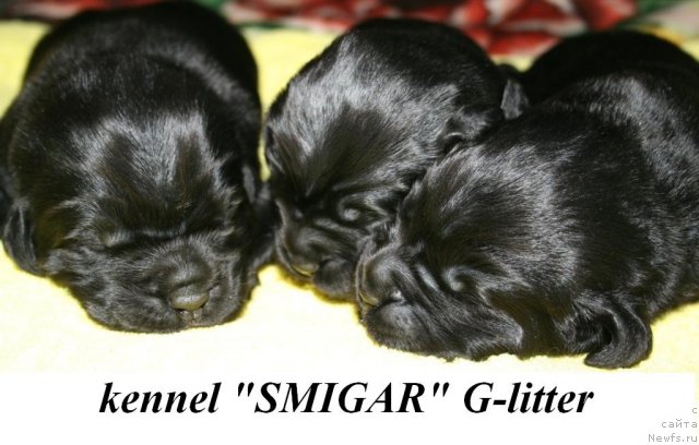 Фото: ньюфаундленд Смигар Осенняя Сказка